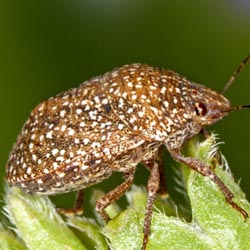Psacasta exanthematica